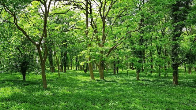 A peaceful green woodland in Spring