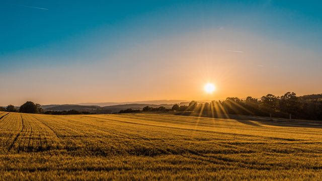 Fields lit by the rising sun on a summer day