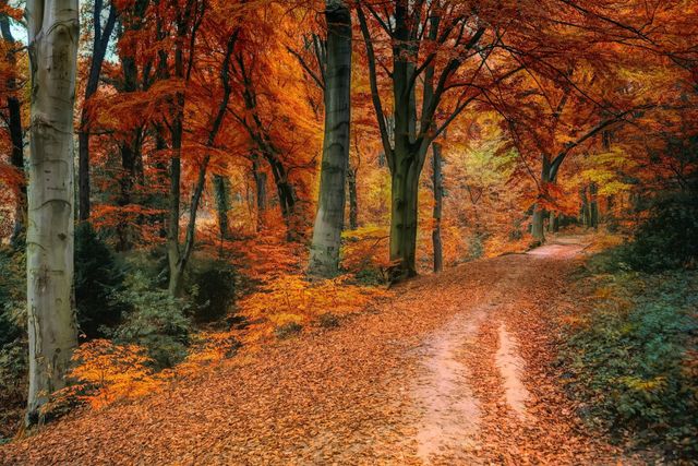 A path through the woods in Autumn with leaves on the ground